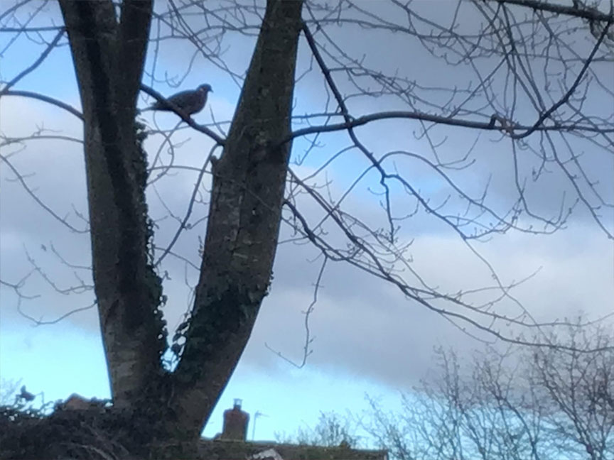 North Leigh C of E Primary School